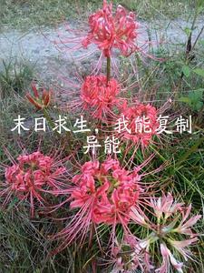 末日求生开局复制一亿水